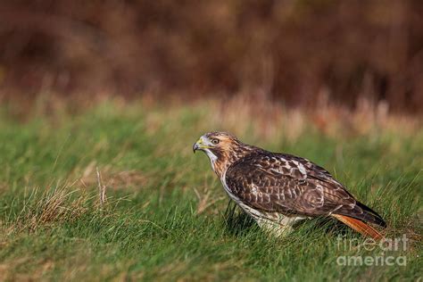 Hawk In The Grass Photograph By Sarah Keates Fine Art America