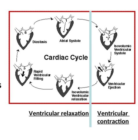 Cardiovascular Physio Flashcards Quizlet