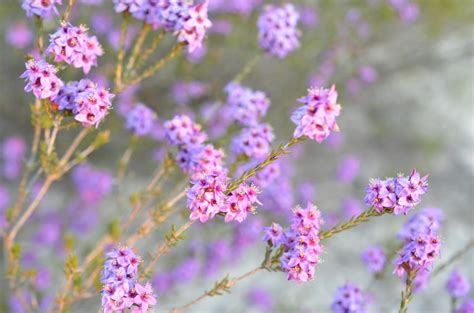 Wildflowers Shire Of Wongan Ballidu