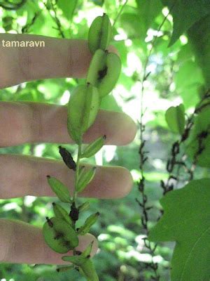 Всё о бегониях и не только...: Диоскорея ниппонская (Dioscorea ...