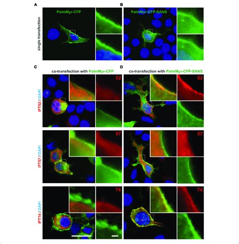 Membrane Targeting Assay In Hek293t Cells Revealed In Vivo