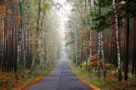 Autumn Roads Forests HD Wallpaper Rare Gallery