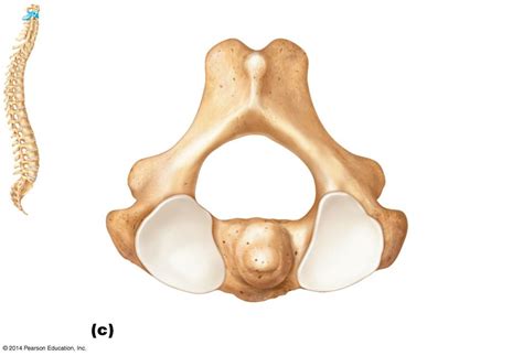 bones axis Diagram | Quizlet