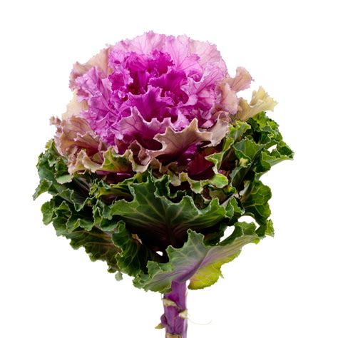 Ornamental Kale Bogdana - Ball