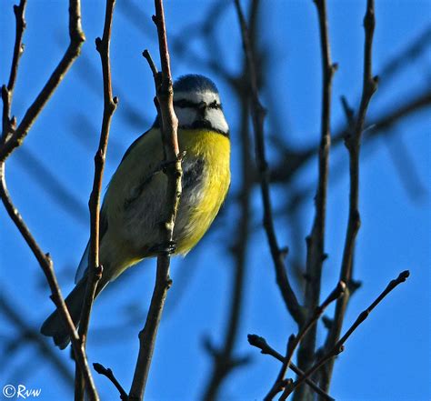 Parus Cæruleus Mésange Bleue Blue Tit Pimpelmees Bla Flickr