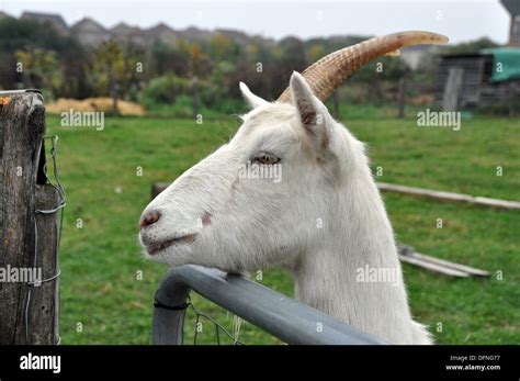 Goat Face Hi Res Stock Photography And Images Alamy