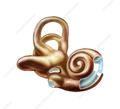 Inner ear - Stock Image - P434/0092 - Science Photo Library