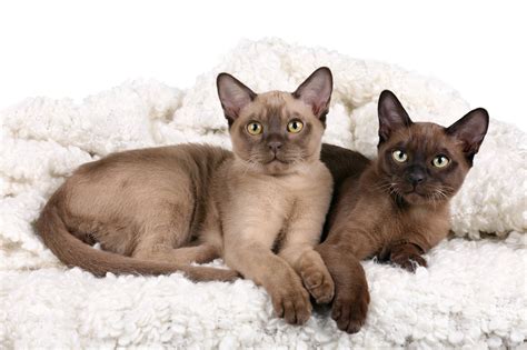 Burmese Cats 