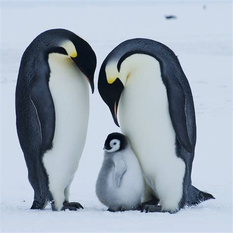 Emperor penguins — survival through the ages — Australian Antarctic