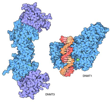 Dna Methyltransferases