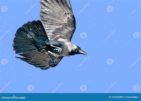 House crow stock photo. Image of birds, outdoor, flying - 165453084