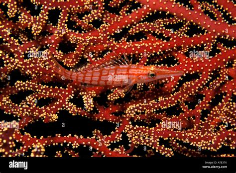 Longnose Hawkfish Oxycirrhites Typus Fiji Pacific Ocean Stock Photo Alamy