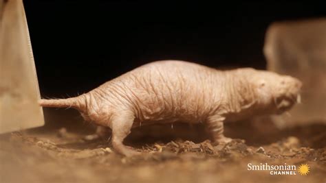 The Road To Curing Cancer Is Leading Us To Naked Mole Rats Smithsonian Magazine