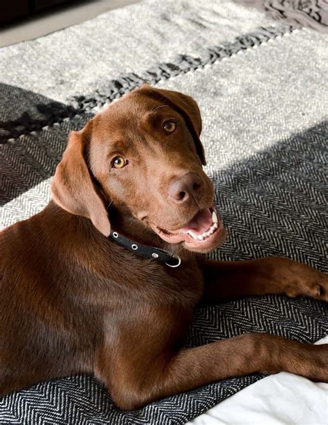 350 Best Chocolate Lab Names In The World Remarkable