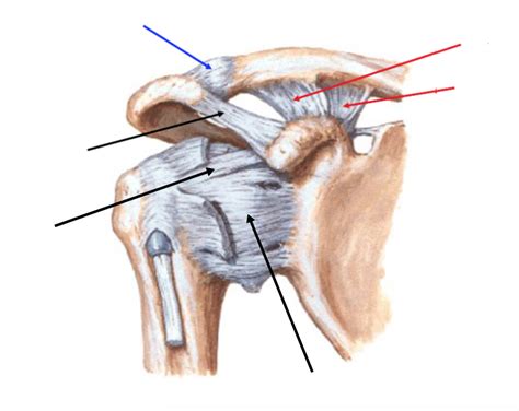 Glenohumeral ligaments Diagram | Quizlet