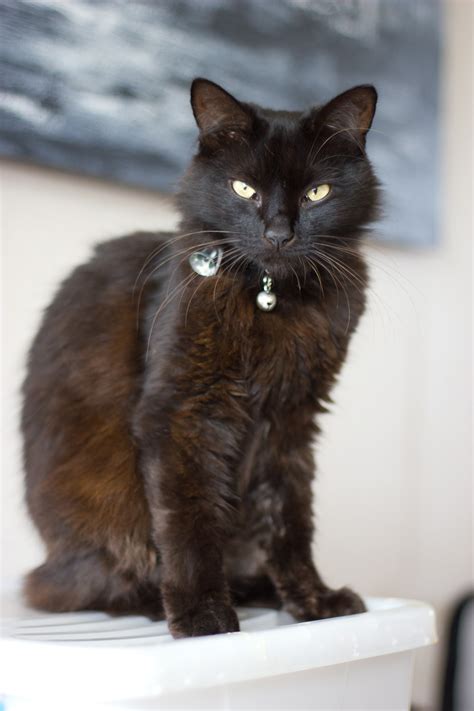 black domestic medium hair cat  dwdstock  deviantart