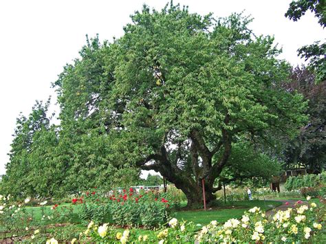 wild black cherry tree  native garden