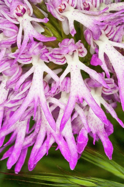 Naked Man Orchid Close Up Near Peschici Gargano Puglia Photograph By Paul Harcourt Davies