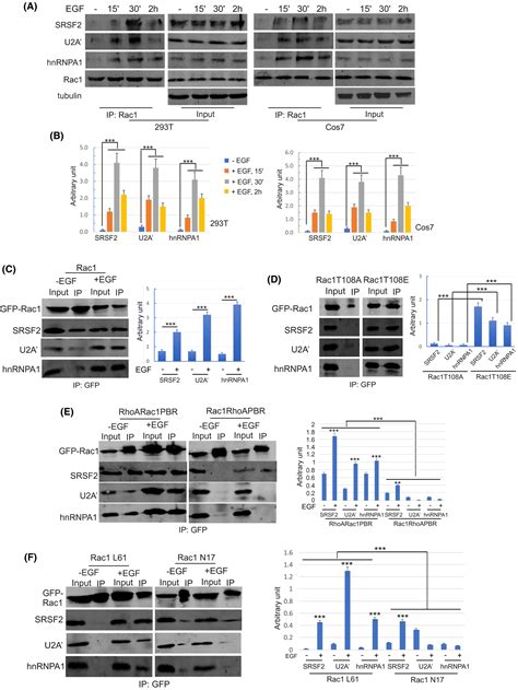 Regulation of the nuclear speckle localization and function of Rac1 ...