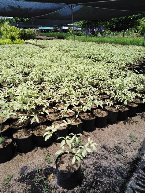 Elcitos Garden For Sale‼ Name Silver Pandakaki 🌼 Facebook