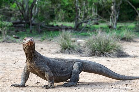 Inside the World of Komodo Dragons: Behavior, Diet, and Habitat