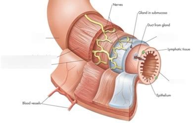 Tissue Layers Alimentary Canal Diagram Quizlet