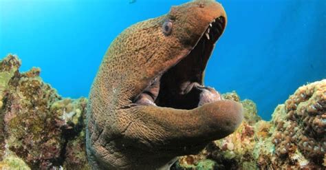 Eel A Z Animals