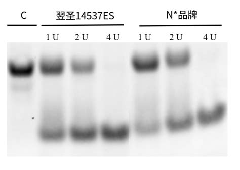 新品高效尿嘧啶特异性切割酶精准清除dU碱基