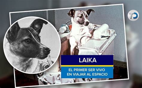 Laika La Perrita Astronauta Que Viajó Al Espacio En El Sputnik 2