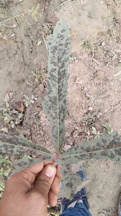 Rectangular Black Spot In Okra Community Plantix