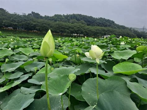 부산 가볼만한곳 기장철마 곰내연밭 연꽃공원 네이버 블로그