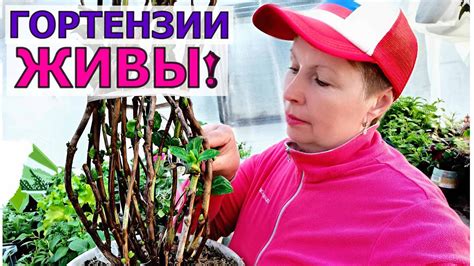 Гортензии не сгнили в погребе! Как пересадить? Какой грунт делаю? - YouTube