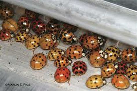 Japanese Beetle Vs. Asian Lady Beetle Vs. Ladybug: 4 Key Differences ...