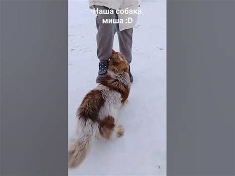 Наша собака Миша :D - YouTube
