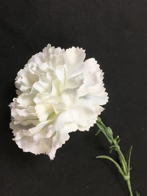 White Long Stem Carnations Carnation Flower Carnations White Carnation