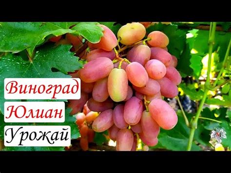 Виноград Юлиан Описание Сорта Фото – Telegraph