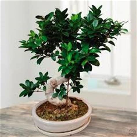 Perchè il bonsai perde le foglie Lettera43 Guide