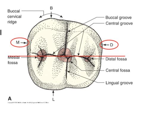 Dental Anatomy Molars Flashcards Quizlet