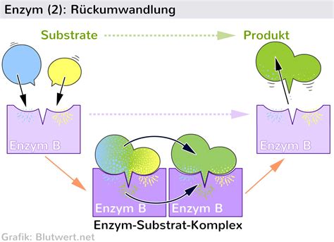 Enzyme Aufbau Und Funktion Einfach Erkl Rt