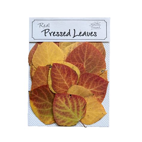 Natural Pressed Fall Aspen Leaves