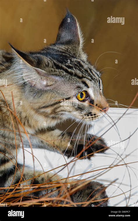 Cat Ready To Pounce Hi Res Stock Photography And Images Alamy