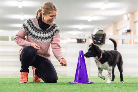how to train a dog for agility