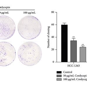 Cordycepin Inhibits The Proliferation Of Hcc Cells A B The Effect