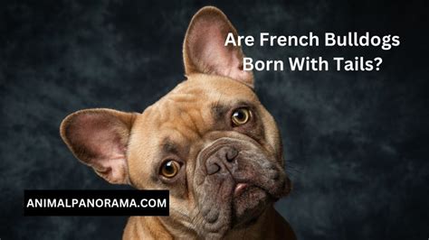 Are French Bulldogs Born With Tails