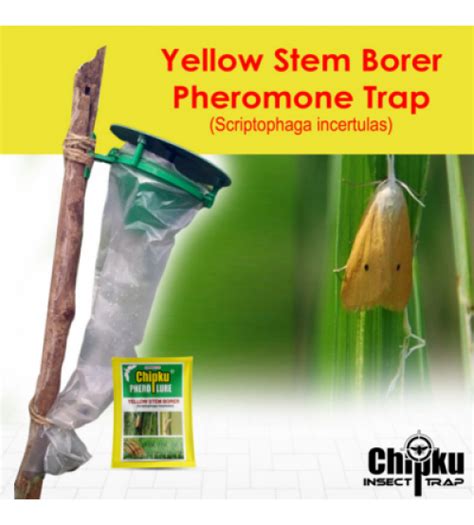 Chipku Pheromone Funnel Trap With YSB Lure Combo Pack Of 10