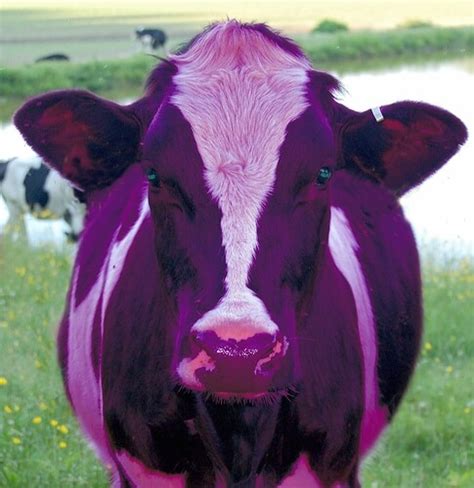 What Does Your Clients Purple Cow Look Like Merlot Marketing