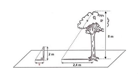 Observe A Figura E Determine A Medida Da Sombra S Projetada A