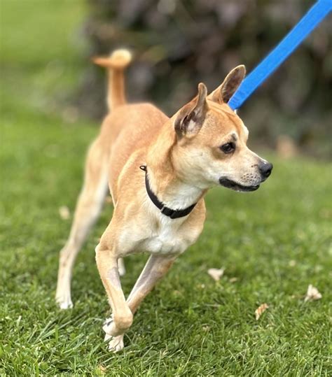 Dog for Adoption - Rescue Target, a Chihuahua in Rochester, NY | Alpha Paw