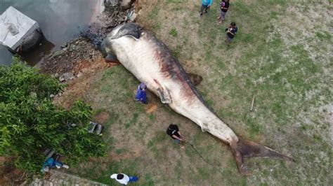 Em Registro Raro Maior Peixe Do Mundo Encontrado Morto Vgn