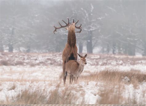 Pic Fuck Majestic B My R PICS Favs